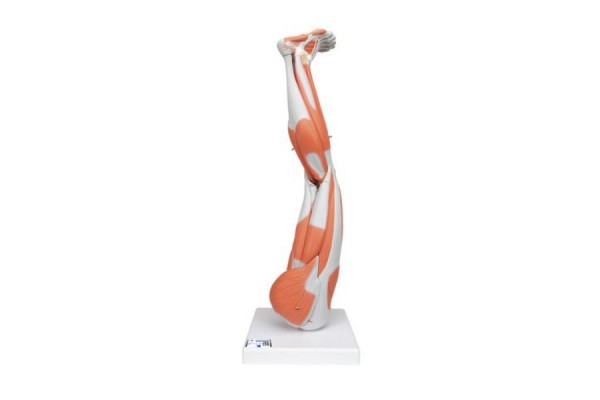 model mięśnia nogi, 3/4 naturalnej wielkości, 9 części - 3b smart anatomy - 1000351 [m20] 3b scientific modele anatomiczne 2